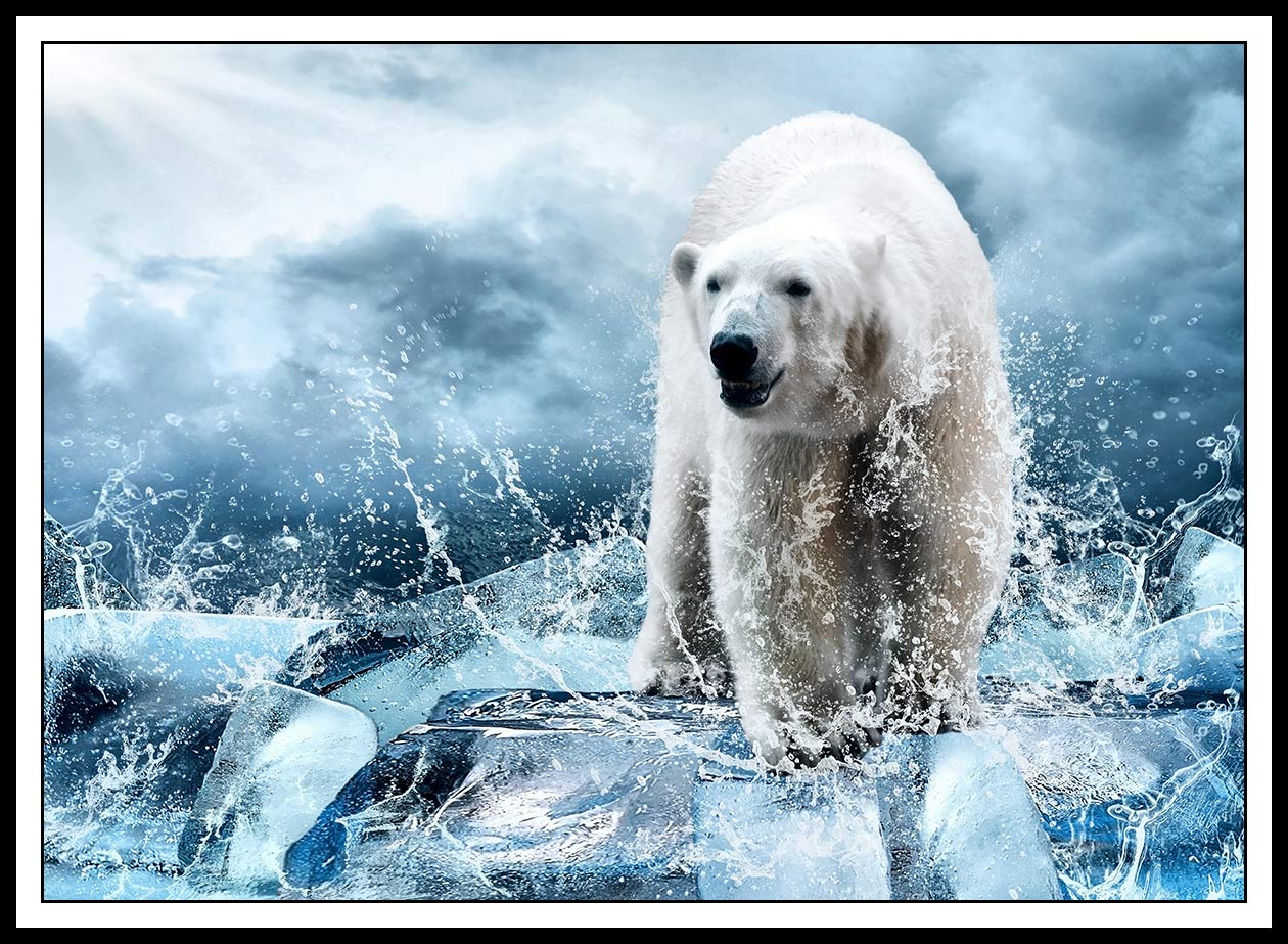 Polar bear 50x70 299 Poster (ej med ram)