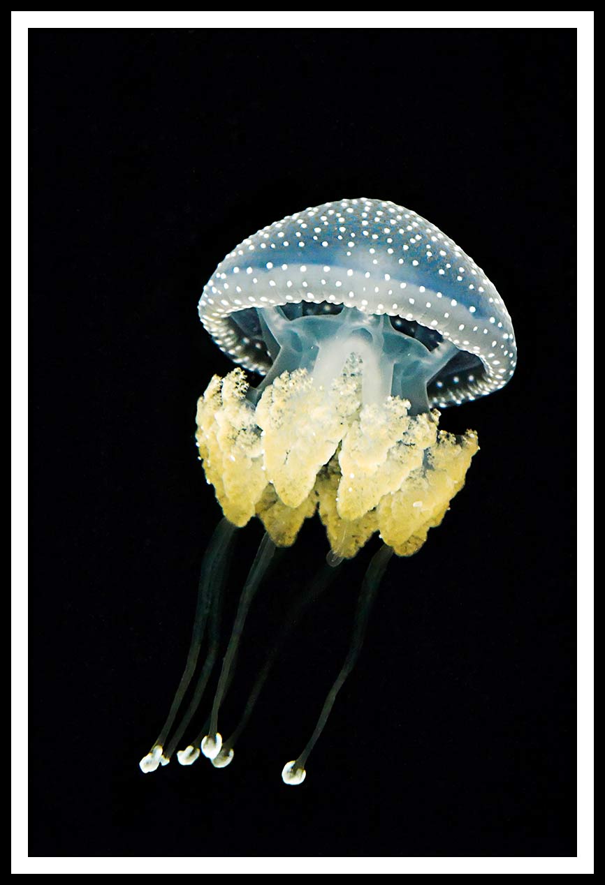 Jellyfish 50x70 299 Poster (ej med ram)