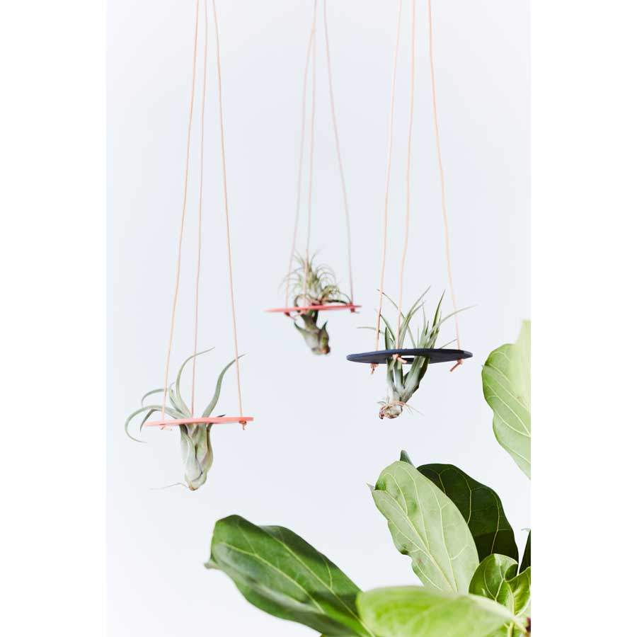 Ampel för airplants svart
