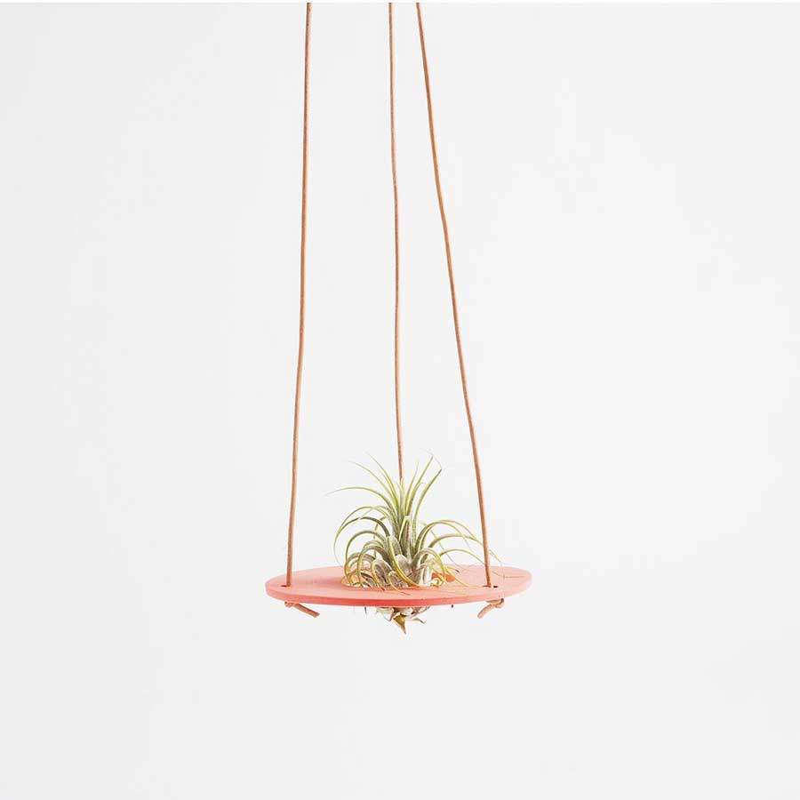 Ampel för tillandsia korall