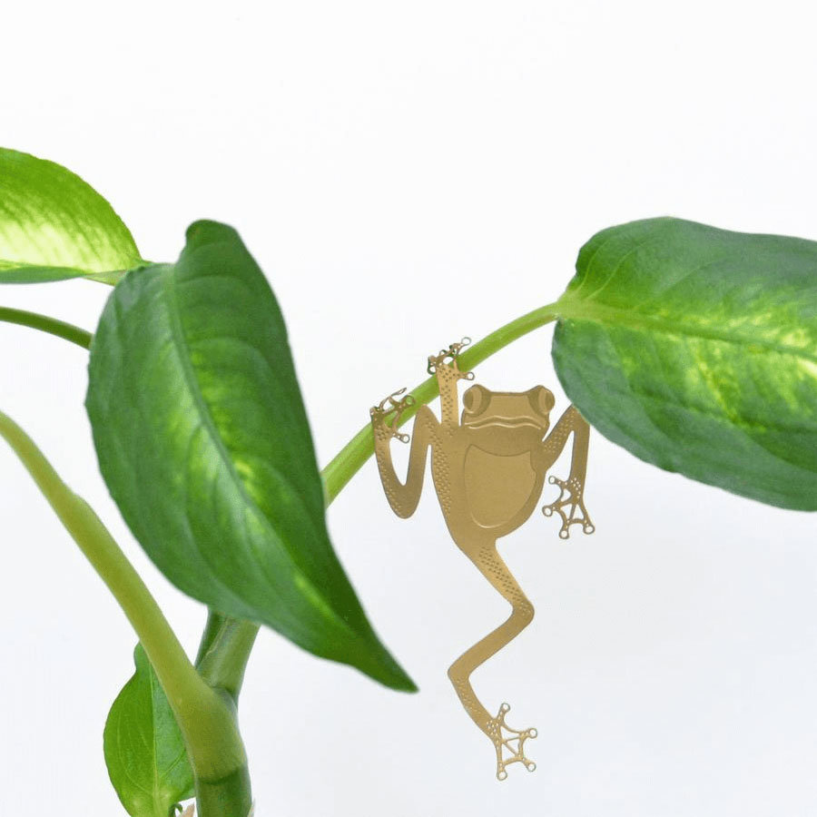 Plant Animal Tree Frog
