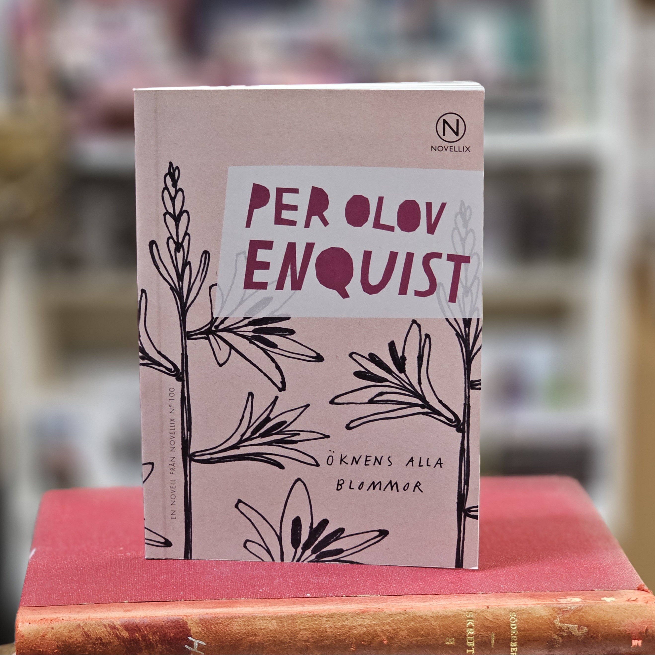Novell - Öknens alla blommor