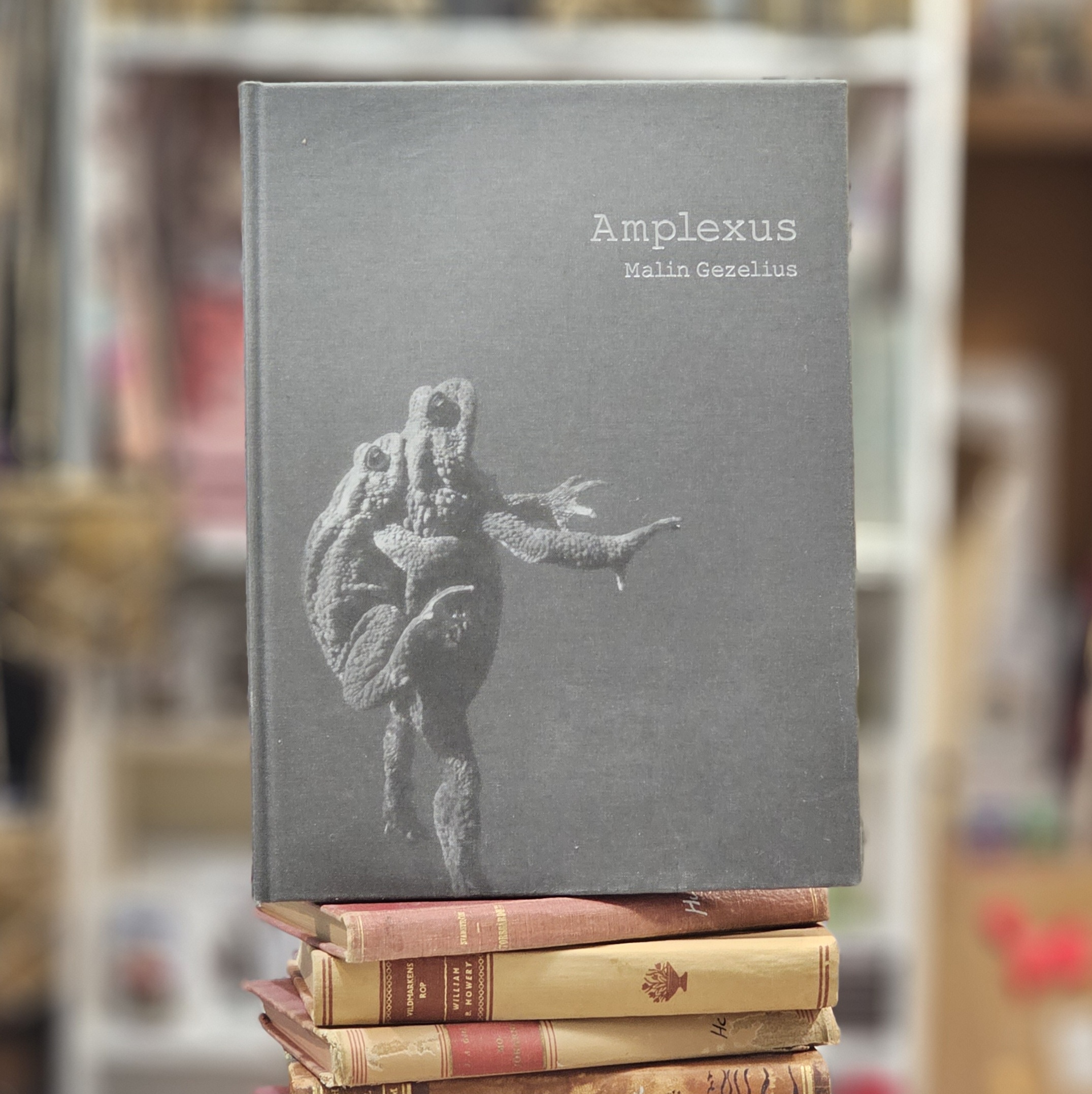 Bok - Amplexus