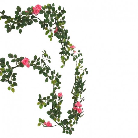 Ros girlang, rosa rosor