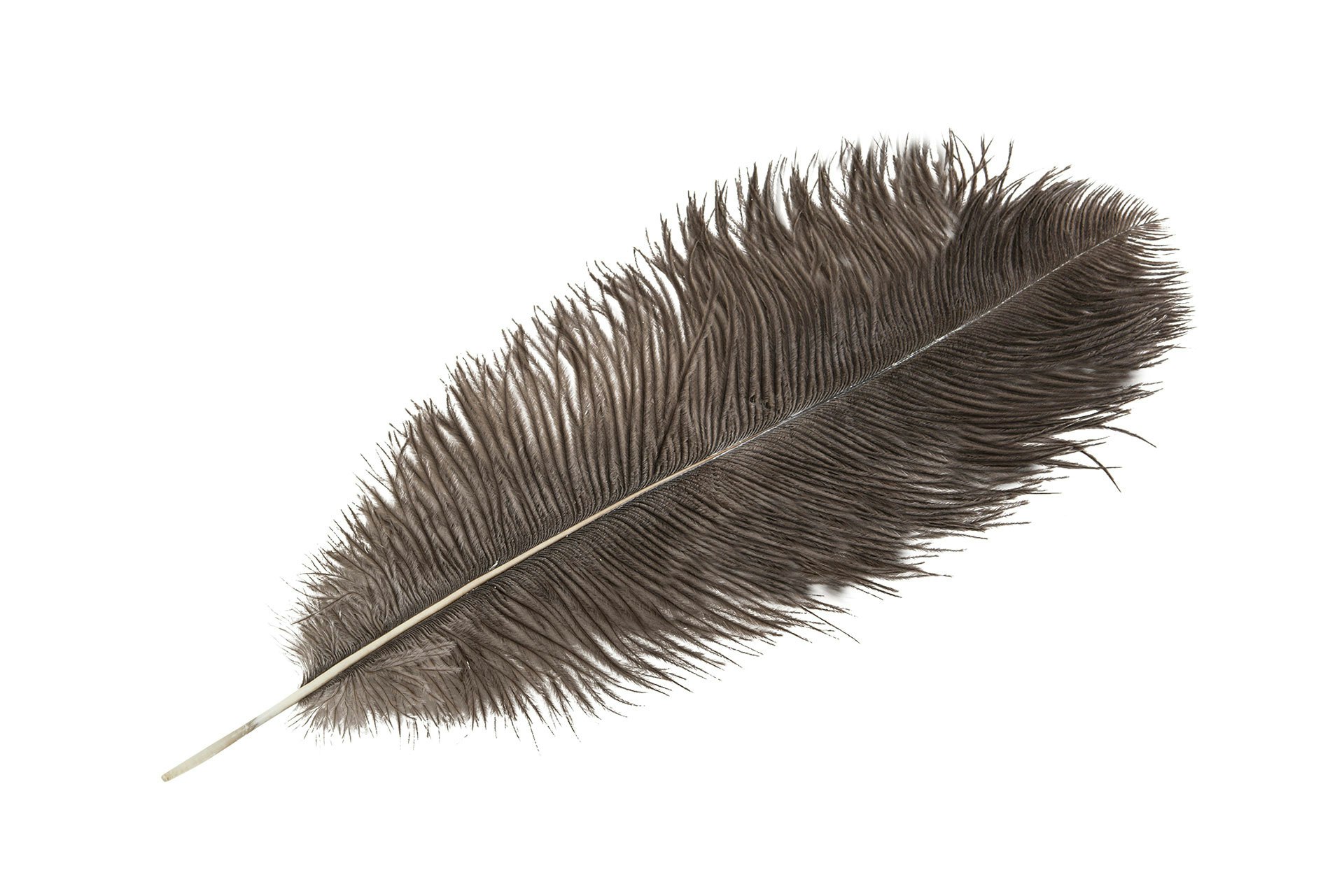 Strutsfjäder Natur