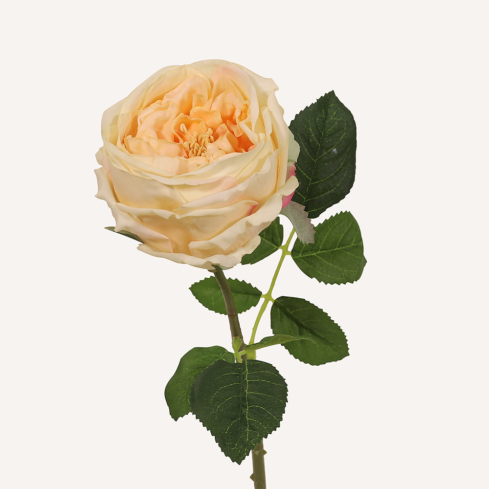 Ros champagne Eden
