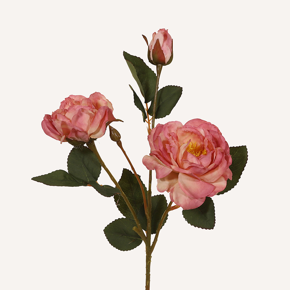 Pion rosa Plinius