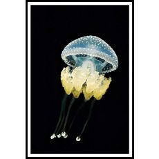 Jellyfish 50x70 299 Poster (ej med ram)