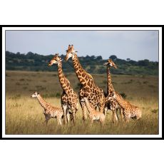 giraffes 80x120 1295 Tavla med ram (vit)