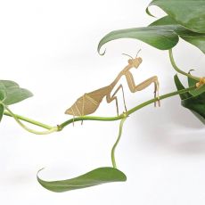 Plant Animal Bönsyrsa