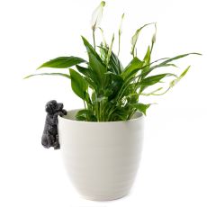 Hunden Pot Buddy