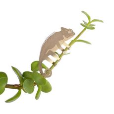 Plant Animal Kameleont