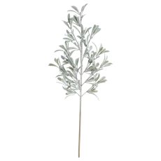 Kvist Cypress Bär 71 cm