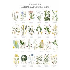 Poster Landskapsblommor 50x70cm