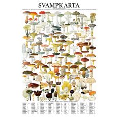 Vykort Svampar
