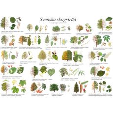 Vykort Svenska skogsträd