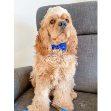 Hundfluga "LUDDE"