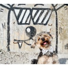 Hundfluga "ROCKY"