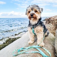 Hundkoppel "MOLLY"