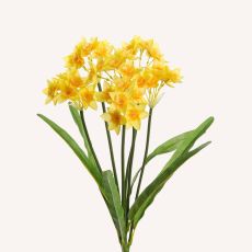 Påsklilja Narciss småblommig