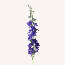 Riddarsporre blå Delphinium