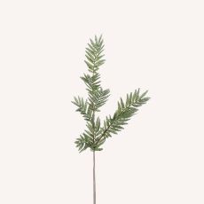 Ormbunke snittgrönt