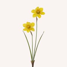 Påsklilja Narciss