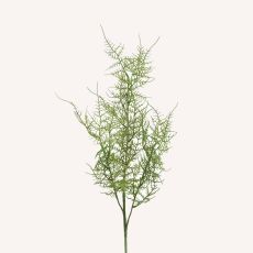 Fjädersparris Plumosus snittgrönt