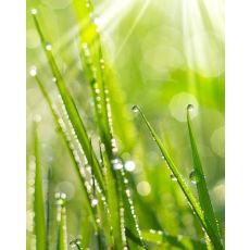 Doftolja Morgondagg 10ml