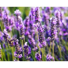 Doftolja Lavendel 10 ml