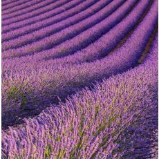 Doftolja Lavender Fields 10 ml