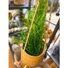 Dekorationsgräs i kruka H55 cm