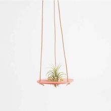 Ampel för tillandsia korall