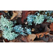Doftolja Forbidden Forest 10 ml