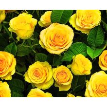 Doftolja Gul ros 10 ml