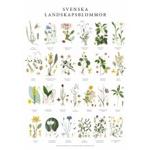 Poster Landskapsblommor 50x70cm