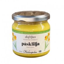 Doftljus påsklilja