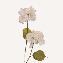 Hortensia vit Paniculata