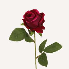 Ros mörklila Velvet