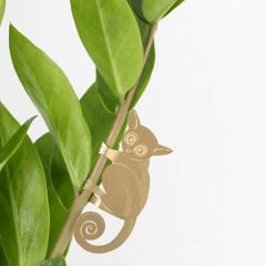 Plant Animal Bush Baby