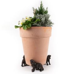 Krukfötter King Charles Spaniel