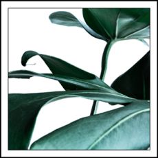 Coasters - Green Monstrea plant