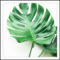 Coasters - Green plant