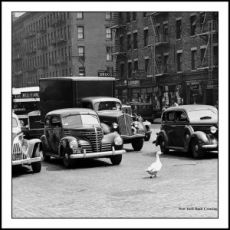 Coaster - New York Duck Crossing 1941