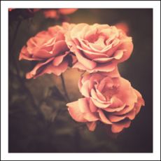 Coasters - Peach roses