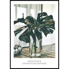 Monstera