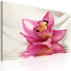 Tavla - Unusual orchid