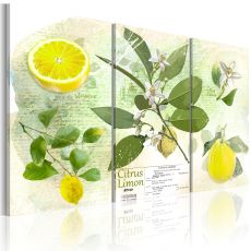 Tavla - Fruit: lemon
