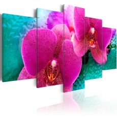 Tavla - Exotic orchids