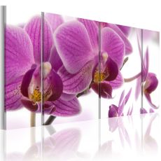 Tavla - Marvelous orchid